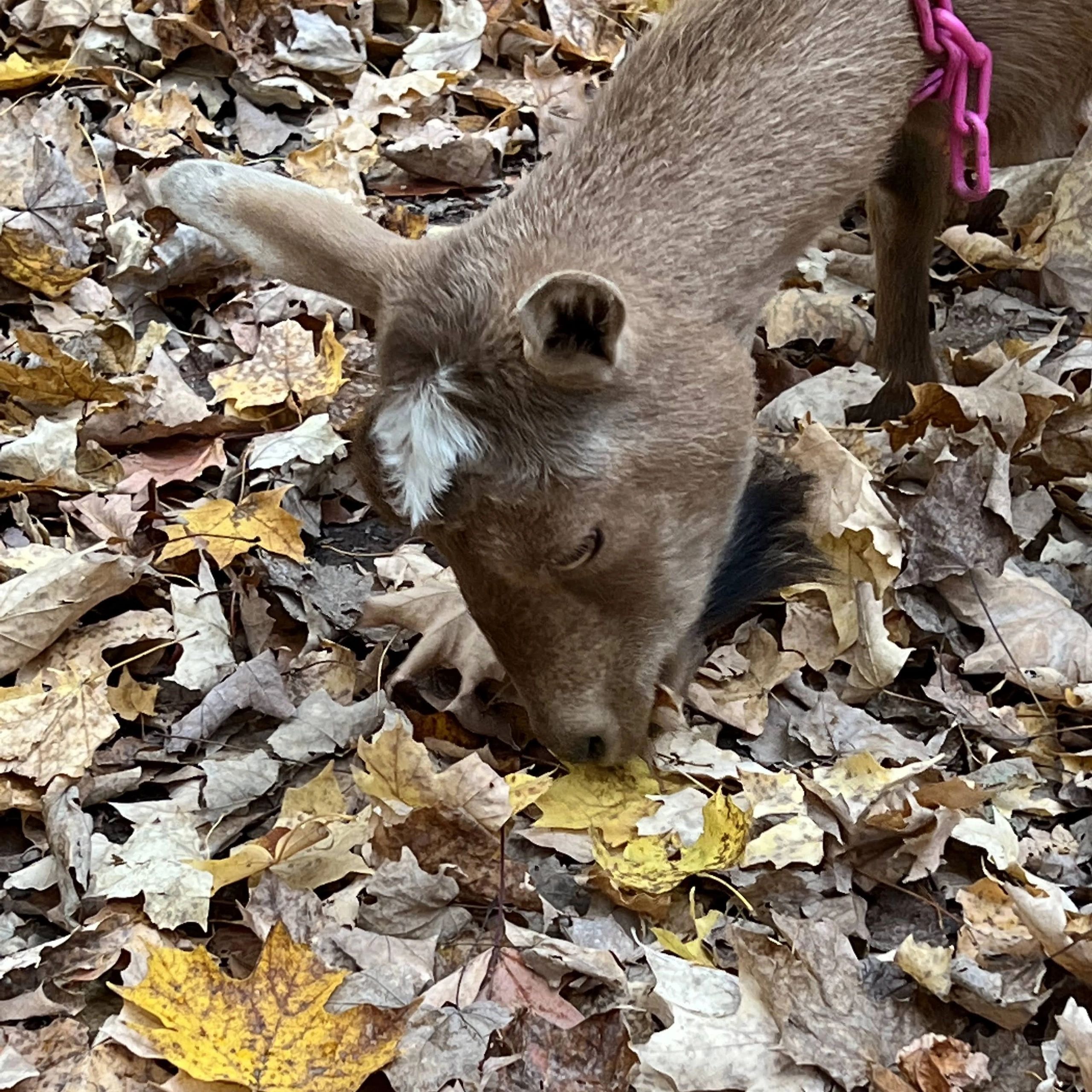 why-do-goats-like-to-eat-leaves